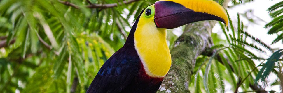 Bunter Tucan in Guatemala